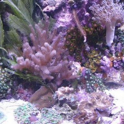 Profile Picture of Matt Basile (@mbasilefishguy) on Twitter