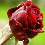 Profile Picture of Adam lahraoui (@lahraoui_adam) on Instagram