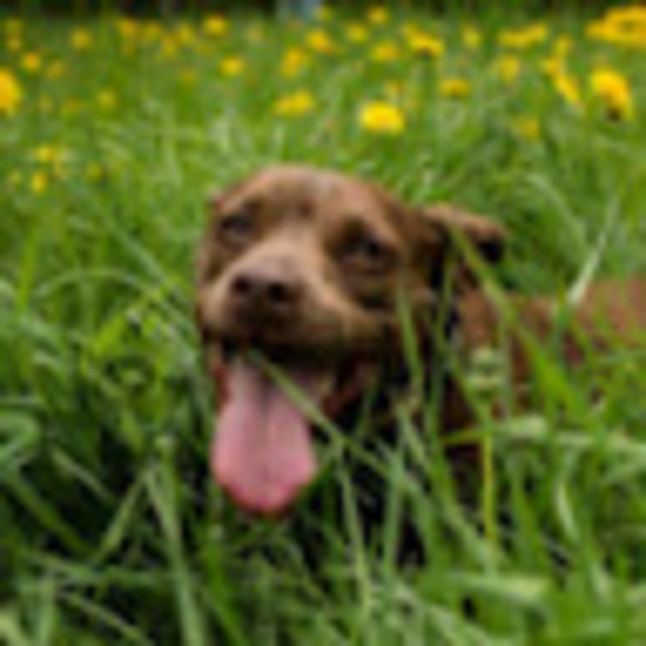 Profile Picture of Birgitta Johnson (@birgittajohnson) on Poshmark