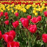 Profile Picture of Neil Fernando (@neilfernando.nl23) on Instagram