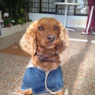 Profile Picture of Lola Llamas (@lola.llamas.969) on Facebook