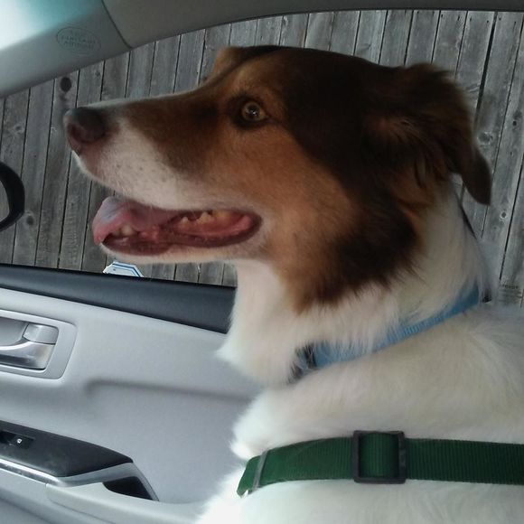 Profile Picture of Janice Libby (@jlibby60) on Poshmark