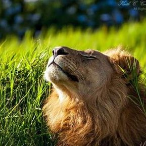 Profile Picture of Denise Rolland (@PayMeCellular) on Twitter