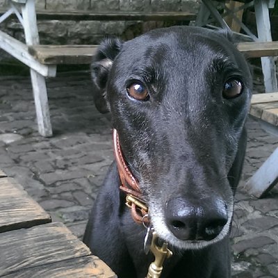 Profile Picture of Lily Peters (@SenoritaPeters) on Twitter