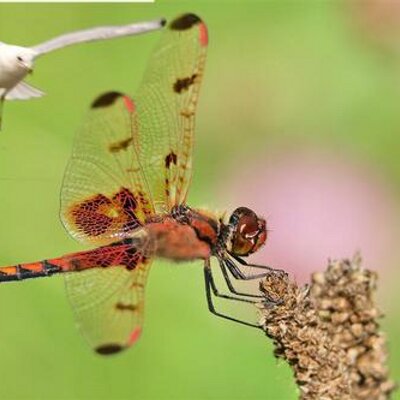 Profile Picture of Loren Lewis (@@lilewis) on Twitter