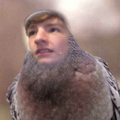 Profile Picture of Steve The Pigeon (@SteveThePigeon) on Twitter