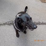 Profile Picture of Sylvia Pech (@sylleundstoeppsel00) on Instagram