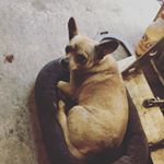 Profile Picture of Buddy (@buddy_maxwell_whited_1) on Instagram