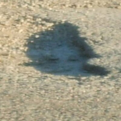 Profile Picture of Glen Gillespie (@GlenDaGill) on Twitter