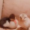 Profile Picture of ❤👑 (@dagelbertduck_donaldduck) on Tiktok