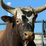 Profile Picture of robert sellers (@bullhauler.1033) on Instagram