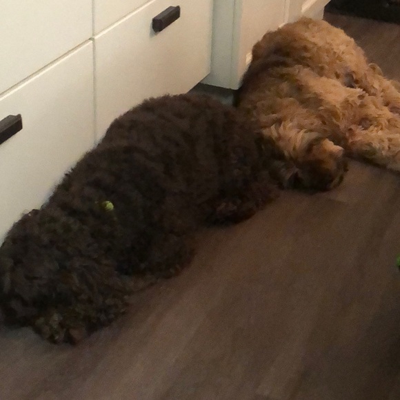 Profile Picture of Dawn Evaskevich (@evaskevich5) on Poshmark