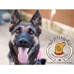 Profile Picture of Conselheiro Nutricional Animal (@danielteix.nutricaoanimal) on Instagram