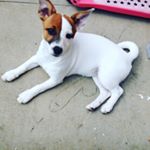 Profile Picture of Ross Bradford (@oldboon) on Instagram