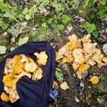 Profile Picture of cody martz (@publiclandforager) on Instagram