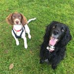 Profile Picture of Celia and Harper (@spanielsofdeeping) on Instagram