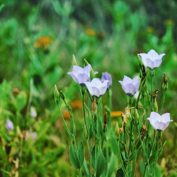 Profile Picture of Miranda Vanicek (@buttercupcharli) on Poshmark