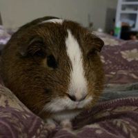 Profile Picture of Carlos Irias (@carlos-irias-5) on Quora