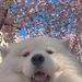 Profile Picture of Hazel Pérez (@poopey2314) on Pinterest