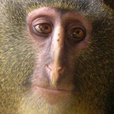 Profile Picture of Colin Bowman (@ColinBowman1) on Twitter