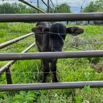 Profile Picture of Lisa Chastang Dixon (@harricanefarms) on Instagram