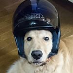 Profile Picture of セナ父 (@joshin.yamaguchi) on Instagram