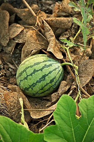 Profile Picture of Watermelonon Wikipedia