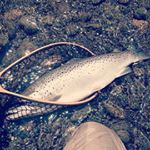 Profile Picture of Shin Watanabe (@watanabe2449) on Instagram