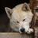 Profile Picture of Jian Huang (@rockjian) on Flickr