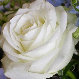 Profile Picture of Maria Avramidou (@mariaavra) on Myspace