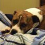 Profile Picture of Robert Spicuzza (@robspicuzzahotmailcomrobspicuz) on Instagram