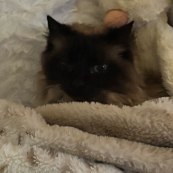 Profile Picture of Ada Miller (@adamiller11444) on Poshmark