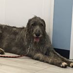 Profile Picture of Noel Donahue (@noel.donahue) on Instagram