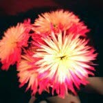 Profile Picture of Cassidy (@cassidyfallon) on Instagram