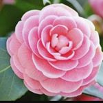 Profile Picture of Julia Leonor (@jullialeonor) on Instagram