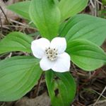 Profile Picture of alanna  lawrence (@lanniola) on Instagram