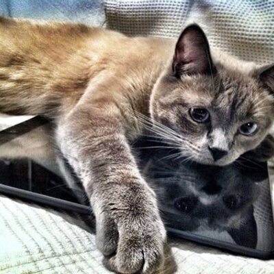 Profile Picture of Jeff Berlin (@jtberlin) on Twitter