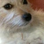 Profile Picture of Olga Ginger Carroll Young (@olga.gingercar) on Instagram