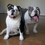 Profile Picture of Sherman & Bailey (@mistershermanthebully) on Instagram