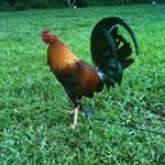 Profile Picture of Larry Romero (@faizul_agro) on Instagram