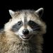 Profile Picture of Jonathan Irving (@irving0629) on Pinterest