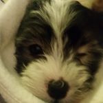 Profile Picture of David Kristopher Crammer (@lilbendianddavid) on Instagram