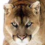 Profile Picture of Peter K Burian (@pkburian) on Instagram