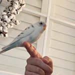 Profile Picture of chip•2 (@chip.the.bird) on Instagram