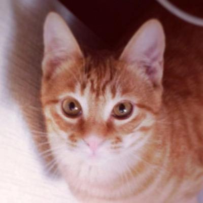 Profile Picture of にゃん吉@大阪・郭林気功修業中 (@kakurin_kikou) on Twitter