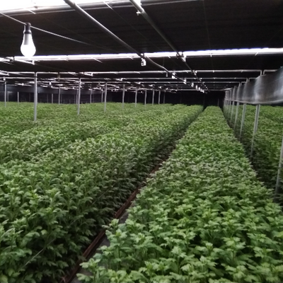 Profile Picture of Dimitris Papadimitriou (@Dimitri14283293) on Twitter