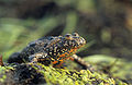Profile Picture of Toad - Wikipediaon Wikipedia