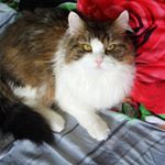 Profile Picture of Ann Fairley (@annafariest) on Instagram