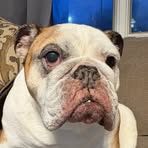 Profile Picture of Nicholas Tronio (@Nicholas-Tronio) on Facebook