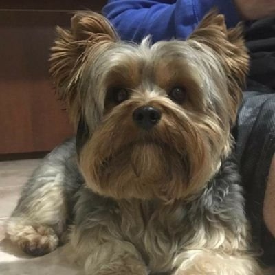 Profile Picture of Daniel Machado (@danielmachado77) on Twitter